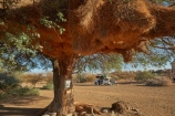 karas;karas-region;4wd;4wd-camper;4wds;4wds;4x4;4x4-camper;4x4s;4x4s;Acacia-tree;Acacia-trees;africa;african;aloe;Aloe-dichotoma;aloes;Animal;animals;avian;bark;big-large;bird;bird-nest;bird-nests;bird-spotting;bird-watching;bird_watching;birds;birds-nest;birds-nests;botany;Bushlore;Bushlore-4x4;Bushlore-4x4-camper;Camp;Camp-Ground;Camp-Grounds;Camp-Site;Camp-Sites;camper;campers;campground;campgrounds;Camping;Camping-Area;Camping-Areas;Camping-Ground;Camping-Grounds;Camping-Site;Camping-Sites;Caravan-Park;Caravan-Parks;colonies;colony;communities;community;desert;desert-plant;desert-plants;deserts;double-cab-hilux;dry;eco-tourism;eco_tourism;ecotourism;Fauna;flock;four-by-four;four-by-fours;four-wheel-drive;four-wheel-drives;giant-nest;group;Hilux;hilux-camper;Hiluxes;Holiday;Holiday-Park;Holiday-Parks;holidays;home;huge;huge-nest;Keetmanshoop;Kokerboom-Tree;Kokerboom-Trees;large-nest;Mesosaurus-Camp;Mesosaurus-Fossil-Camp;nambia;Namib-Desert;Namibia;namibian;Natural;Nature;nest;nests;Ornithology;plant;plants;Quiver-Tree;Quiver-Trees;quivers;roof-tent;roof-tents;sociable;sociable-weaver;Sociable-Weavers;Sociable-Weavers-Nest;social;Social-Weavers;Social-Weavers-Nest;socialble-weavers;Southern-Africa;Southern-Namiba;southern-Namibia;sports-utility-vehicle;sports-utility-vehicles;suv;suvs;torusim;Toyota;toyota-camper;Toyota-Hilux;Toyota-Hiluxes;Toyotas;travel;tree;trees;twin-cab-hilux;vacation;vacations;vegetation;vehicle;vehicles;weaver;weavers;weavers-nest;wild;wildlife