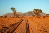 4wd-track;4wd-tracks;4x4-track;4x4-tracks;acacia;acacia-tree;acacia-trees;Africa;African;desert;deserts;Namib-Desert;Namib-Rand;Namib-Rand-Nature-Reserve;Namibia;NamibRand;NamibRand-Family-Hideout;NamibRand-Nature-Reserve;NamibRand-Reserve;NRNR;safari;safaris;sand;sandy;sandy-track;sandy-tracks;self-drive-route;self-drive-track;Southern-Africa;Southern-Namibia;track;tracks;tree;trees