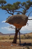 707-road;africa;african;animal;big-large;big-nest;big-nests;bird-birds;bird-nest;bird-nests;birds-nest;birds-nests;colonies;colony;communities;community;D707-road;flock;giant-nest;giant-nests;group;home;huge;huge-nest;huge-nests;nambia;Namib-Desert;Namibia;namibian;nest;nests;Philetairus-socius;sociable;Sociable-Weaver;Sociable-Weaver-Nest;Sociable-Weavers;Sociable-Weavers-Nest;social;Social-Weaver;social-weaver-nest;Social-Weavers;Social-Weavers-Nest;Southern-Africa;tree;trees;weaver;weavers;wildlife