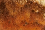 707-road;africa;african;big-large;big-nest;big-nests;bird-nest;bird-nests;birds-nest;birds-nests;colonies;colony;communities;community;D707-road;flock;giant-nest;giant-nests;group;home;huge;huge-nest;huge-nests;nambia;Namib-Desert;Namibia;namibian;nest;nests;sociable;Sociable-Weaver;Sociable-Weaver-Nest;Sociable-Weavers;Sociable-Weavers-Nest;social;social-weaver-nest;Southern-Africa;tree;trees;weaver;weavers