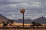 707-road;africa;african;animal;big-large;bird-birds;bird-nest;bird-nests;birds-nest;birds-nests;colonies;colony;communities;community;D707-road;flock;giant-nest;group;home;huge;huge-nest;line;lines;nambia;Namib-Desert;Namibia;namibian;nest;nests;Philetairus-socius;pole;poles;post;posts;power-line;power-lines;power-pole;power-poles;sociable;Sociable-Weaver;Sociable-Weaver-Nest;Sociable-Weavers;Sociable-Weavers-Nest;social;Social-Weaver;social-weaver-nest;Social-Weavers;Social-Weavers-Nest;Southern-Africa;telegraph-line;telegraph-lines;telegraph-pole;telegraph-poles;tree;trees;weaver;weavers;wildlife;wire;wires