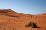Africa;arid;big-dunes;Dead-vlei;Deadvlei;desert;deserts;dry;dune;dunes;giant-dune;giant-dunes;giant-sand-dune;giant-sand-dunes;hot;huge-dunes;large-dunes;Namib-Desert;Namib-Naukluft-N.P.;Namib-Naukluft-National-Park;Namib-Naukluft-NP;Namib_Naukluft-N.P.;Namib_Naukluft-National-Park;Namib_Naukluft-NP;Namibia;national-park;national-parks;natural;orange-sand;people;person;remote;remoteness;reserve;reserves;sand;sand-dune;sand-dunes;sand-hill;sand-hills;sand_dune;sand_dunes;sand_hill;sand_hills;sanddune;sanddunes;sandhill;sandhills;sandy;Sossusvlei;Southern-Africa;tourism;tourist;tourists;wilderness