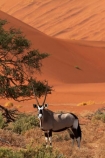 africa;african;Animal;Animals;Antelope;Antelopes;arid;big-dunes;desert;deserts;dry;dune;dunes;expanse;Gemsbok;gemsboks;giant-dune;giant-dunes;giant-sand-dune;giant-sand-dunes;hot;huge-dunes;large-dunes;Mammal;Mammals;Namib-Desert;Namib-Naukluft-N.P.;Namib-Naukluft-National-Park;Namib-Naukluft-NP;Namib_Naukluft-N.P.;Namib_Naukluft-National-Park;Namib_Naukluft-NP;Namibia;national-park;national-parks;natural;Nature;orange-sand;Oryx;Oryx-gazella;oryxes;oryxs;remote;remoteness;reserve;reserves;sand;sand-dune;sand-dunes;sand-hill;sand-hills;sand_dune;sand_dunes;sand_hill;sand_hills;sanddune;sanddunes;sandhill;sandhills;sandy;Sossusvlei;Southern-Africa;Wild;wilderness;Wildlife