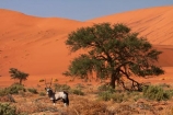 africa;african;Animal;Animals;Antelope;Antelopes;arid;big-dunes;desert;deserts;dry;dune;dunes;expanse;Gemsbok;gemsboks;giant-dune;giant-dunes;giant-sand-dune;giant-sand-dunes;hot;huge-dunes;large-dunes;Mammal;Mammals;Namib-Desert;Namib-Naukluft-N.P.;Namib-Naukluft-National-Park;Namib-Naukluft-NP;Namib_Naukluft-N.P.;Namib_Naukluft-National-Park;Namib_Naukluft-NP;Namibia;national-park;national-parks;natural;Nature;orange-sand;Oryx;Oryx-gazella;oryxes;oryxs;remote;remoteness;reserve;reserves;sand;sand-dune;sand-dunes;sand-hill;sand-hills;sand_dune;sand_dunes;sand_hill;sand_hills;sanddune;sanddunes;sandhill;sandhills;sandy;Sossusvlei;Southern-Africa;Wild;wilderness;Wildlife