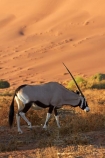 africa;african;Animal;Animals;Antelope;Antelopes;arid;desert;deserts;dry;dune;dunes;expanse;Gemsbok;gemsboks;hot;Mammal;Mammals;Namib-Desert;Namib-Naukluft-N.P.;Namib-Naukluft-National-Park;Namib-Naukluft-NP;Namib_Naukluft-N.P.;Namib_Naukluft-National-Park;Namib_Naukluft-NP;Namibia;national-park;national-parks;natural;Nature;orange-sand;Oryx;Oryx-gazella;oryxes;oryxs;remote;remoteness;reserve;reserves;sand;sand-dune;sand-dunes;sand-hill;sand-hills;sand_dune;sand_dunes;sand_hill;sand_hills;sanddune;sanddunes;sandhill;sandhills;sandy;Sossusvlei;Southern-Africa;Wild;wilderness;Wildlife