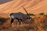 africa;african;Animal;Animals;Antelope;Antelopes;arid;desert;deserts;dry;dune;dunes;expanse;Gemsbok;gemsboks;hot;Mammal;Mammals;Namib-Desert;Namib-Naukluft-N.P.;Namib-Naukluft-National-Park;Namib-Naukluft-NP;Namib_Naukluft-N.P.;Namib_Naukluft-National-Park;Namib_Naukluft-NP;Namibia;national-park;national-parks;natural;Nature;orange-sand;Oryx;Oryx-gazella;oryxes;oryxs;remote;remoteness;reserve;reserves;sand;sand-dune;sand-dunes;sand-hill;sand-hills;sand_dune;sand_dunes;sand_hill;sand_hills;sanddune;sanddunes;sandhill;sandhills;sandy;Sossusvlei;Southern-Africa;Wild;wilderness;Wildlife