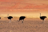Africa;arid;bird;bird-spotting;birds;desert;deserts;dry;dune;dunes;game-viewing;hot;Namib-Desert;Namib-Naukluft-N.P.;Namib-Naukluft-National-Park;Namib-Naukluft-NP;Namib_Naukluft-N.P.;Namib_Naukluft-National-Park;Namib_Naukluft-NP;Namibia;national-park;national-parks;natural;nature;orange-sand;Ostrich;ostriches;remote;remoteness;reserve;reserves;sand;sand-dune;sand-dunes;sand-hill;sand-hills;sand_dune;sand_dunes;sand_hill;sand_hills;sanddune;sanddunes;sandhill;sandhills;sandy;Southern-Africa;Struthio-camelus;wild;wilderness;wildlife