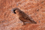 Africa;animal;bird-birds;desert;deserts;dune;Namib-Desert;Namib-Naukluft-N.P.;Namib-Naukluft-National-Park;Namib-Naukluft-NP;Namib_Naukluft-N.P.;Namib_Naukluft-National-Park;Namib_Naukluft-NP;Namibia;national-park;national-parks;orange-sand;Philetairus-socius;reserve;reserves;sand;sandy;Sociable-Weaver;Sociable-Weavers;Social-Weaver;Social-Weavers;Southern-Africa;wildlife