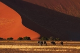 africa;african;Animal;Animals;Antelope;Antelopes;arid;big-dunes;desert;deserts;dry;dune;dunes;expanse;Gemsbok;gemsboks;giant-dune;giant-dunes;giant-sand-dune;giant-sand-dunes;hot;huge-dunes;large-dunes;Mammal;Mammals;Namib-Desert;Namib-Naukluft-N.P.;Namib-Naukluft-National-Park;Namib-Naukluft-NP;Namib_Naukluft-N.P.;Namib_Naukluft-National-Park;Namib_Naukluft-NP;Namibia;national-park;national-parks;natural;Nature;orange-sand;Oryx;Oryx-gazella;oryxes;oryxs;remote;remoteness;reserve;reserves;sand;sand-dune;sand-dunes;sand-hill;sand-hills;sand_dune;sand_dunes;sand_hill;sand_hills;sanddune;sanddunes;sandhill;sandhills;sandy;Southern-Africa;Wild;wilderness;Wildlife