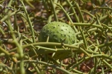 nara-melon;nara-melons;nara-plant;Acanthosicyos-horridus;Africa;desert-melon;desert-melons;Namib-Naukluft-N.P.;Namib-Naukluft-National-Park;Namib-Naukluft-NP;Namib_Naukluft-N.P.;Namib_Naukluft-National-Park;Namib_Naukluft-NP;Namibia;nara-melon;nara-melons;Nara-plant;Sandwich-Harbour-4wd-tour;Sandwich-Harbour-4x4-tour;Southern-Africa;Walfischbai;Walfischbucht;Walvis-Bay;Walvisbaai