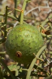 nara-melon;nara-melons;nara-plant;Acanthosicyos-horridus;Africa;desert-melon;desert-melons;Namib-Naukluft-N.P.;Namib-Naukluft-National-Park;Namib-Naukluft-NP;Namib_Naukluft-N.P.;Namib_Naukluft-National-Park;Namib_Naukluft-NP;Namibia;nara-melon;nara-melons;Nara-plant;Sandwich-Harbour-4wd-tour;Sandwich-Harbour-4x4-tour;Southern-Africa;Walfischbai;Walfischbucht;Walvis-Bay;Walvisbaai