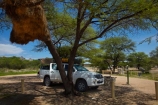 4wd;4wds;4wds;4x4;4x4s;4x4s;Africa;african;big-large;bird-nest;bird-nests;birds-nest;birds-nests;Bushlore;Bushlore-4x4;Bushlore-4x4-camper;Camp;Camp-Ground;Camp-Grounds;Camp-Site;Camp-Sites;camper;campers;campground;campgrounds;Camping;Camping-Area;Camping-Areas;Camping-Ground;Camping-Grounds;Camping-Site;Camping-Sites;Caravan-Park;Caravan-Parks;colonies;colony;communities;community;double-cab-hilux;Etosha-N.P.;Etosha-National-Park;Etosha-NP;flock;four-by-four;four-by-fours;four-wheel-drive;four-wheel-drives;game-park;game-parks;game-reserve;game-reserves;giant-nest;group;Hilux;hilux-camper;Hiluxes;Holiday;Holiday-Park;Holiday-Parks;holidays;home;huge;huge-nest;nambia;Namibia;namibian;national-park;national-parks;nest;nests;Okaukuejo;Okaukuejo-Camp;Okaukuejo-camp-ground;Okaukuejo-camp-site;Okaukuejo-campground;Okaukuejo-campsite;Okaukuejo-Rest-Camp;roof-tent;roof-tents;sociable;Sociable-Weaver-Nest;Sociable-Weavers-Nest;social;Social-Weaver-Nest;Social-Weavers-Nest;Southern-Africa;sports-utility-vehicle;sports-utility-vehicles;suv;suvs;Toyota;toyota-camper;Toyota-Hilux;Toyota-Hiluxes;Toyotas;tree;trees;twin-cab-hilux;vacation;vacations;vehicle;vehicles;weaver;weavers;wildlife-park;wildlife-parks;wildlife-reserve;wildlife-reserves