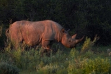 Africa;animal;animals;black-rhinoceros;Diceros-bicornis;Etosha-N.P.;Etosha-National-Park;Etosha-NP;game-park;game-parks;game-reserve;game-reserves;hook-lipped-rhinoceros;hook_lipped-rhinoceros;mammal;mammals;Namibia;national-park;national-parks;rhino;rhinoceros;rhinoceroses;rhinocerotes;rhinos;Southern-Africa;wildlife;wildlife-park;wildlife-parks;wildlife-reserve;wildlife-reserves