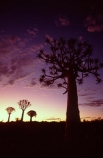 Kokerboom;Quiver;tree;trees;keetmanshoop;Namibia;aloe-dichotoma;bark;quivers;africa;african;forest;forests;plant;plants;vegetation;nature;botany;sky;sunset;sunsets;last-light;dusk;twilight;silhouette;silhouettes