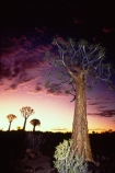 Kokerboom;Quiver;tree;trees;keetmanshoop;Namibia;aloe-dichotoma;bark;quivers;africa;african;forest;forests;plant;plants;vegetation;nature;botany;sky;sunset;sunsets;last-light;dusk;twilight;silhouette;silhouettes
