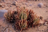 karas;karas-region;africa;african;aloe;Aloe-dichotoma;aloes;bark;botany;desert;desert-plant;desert-plants;forest;forests;Keetmanshoop;kokerboom-forest;Kokerboom-Tree;Kokerboom-Trees;Mesosaurus-Camp;Mesosaurus-Fossil-Camp;nambia;Namib-Desert;Namibia;namibian;nature;plant;plants;Quiver-Tree;quiver-tree-forest;Quiver-Trees;quivers;quivertree-forest;Southern-Africa;Southern-Namiba;southern-Namibia;tree;trees;unusual;vegetation;young