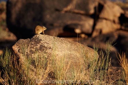 Africa;African;Augrabies-Falls;Augrabies-Falls-N.P.;Augrabies-Falls-National-Park;Augrabies-Falls-NP;Cape-hyrax;national-park;national-parks;Northern-Cape;Northern-Cape-Province;Procavia-capensis;Republic-of-South-Africa;rock;Rock-Dassie;Rock-Dassies;Rock-Hyrax;Rock-Hyraxes;rock-rabbit;rocks;safari;safaris;South-Africa;South-African-Republic;Southern-Africa