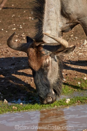 Africa;African;African-animals;African-wildlife;animal;animals;blue-wildebeest;blue-wildebeests;Botswana;brindled-gnu;brindled-gnus;common-wildebeest;common-wildebeests;Connochaetes;Connochaetes-taurinus;desert;deserts;drink;drinking;game-drive;game-park;game-parks;game-reserve;game-reserves;game-viewing;Gemsbok-National-Park;gnu;gnus;Kalahari-Desert;Kalahari-Gemsbok-N.P.;Kalahari-Gemsbok-National-Park;Kalahari-Gemsbok-NP;Kgalagadi;Kgalagadi-Park;Kgalagadi-Transfrontier-Park;mammal;mammals;national-park;national-parks;natural;nature;park;parks;puddle;puddles;rainy-season;Republic-of-South-Africa;reserve;reserves;safari;safaris;South-Africa;South-African-Republic;Southern-Africa;summer;wet-season;wild;wildebeest;wildebeesties;wildebeests;wilderness