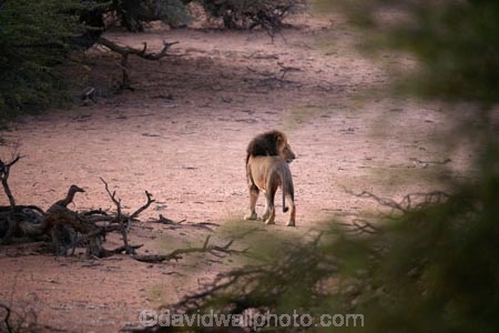 Africa;African;animal;animals;Black-maned-lion;Black-maned-lions;Black_maned-lion;Black_maned-lions;Botswana;carnivore;carnivores;cat;cats;desert;deserts;feline;game-park;game-parks;game-reserve;game-reserves;Gemsbok-National-Park;hunter;hunters;Kalahari-Black-maned-lion;Kalahari-Black-maned-lions;Kalahari-Black_maned-lion;Kalahari-Black_maned-lions;Kalahari-Desert;Kalahari-Gemsbok-N.P.;Kalahari-Gemsbok-National-Park;Kalahari-Gemsbok-NP;Kalahari-lion;Kalahari-lions;Kalahari-Tented-Camp;Kgalagadi;Kgalagadi-Park;Kgalagadi-Transfrontier-Park;lion;lions;mammal;mammals;national-park;national-parks;Panthera-leo;park;parks;predator;predators;Republic-of-South-Africa;safari;safaris;South-Africa;South-African-Republic;Southern-Africa;wilderness;wildlife;wildlife-park;wildlife-parks;wildlife-reserve;wildlife-reserves