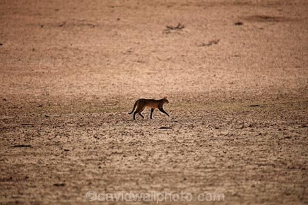 Africa;African;African-animals;African-wild-cat;African-wild-cats;African-wildcat;African-wildcats;African-wildlife;animal;animals;carnivore;carnivores;cat;cats;desert;deserts;evening;feline;Felis-lybica;Felis-silvestris;Felis-silvestris-lybica;game-drive;game-drives;game-park;game-parks;game-reserve;game-reserves;Gemsbok-National-Park;Kalahari-Desert;Kalahari-Gemsbok-N.P.;Kalahari-Gemsbok-National-Park;Kalahari-Gemsbok-NP;Kgalagadi;Kgalagadi-Park;Kgalagadi-Transfrontier-Park;mammal;mammals;national-park;national-parks;park;parks;Republic-of-South-Africa;safari;safaris;South-Africa;South-African-Republic;Southern-Africa;wild;wild-cat;wild-cats;wildcat;wildcats;wilderness;wildlife;wildlife-park;wildlife-parks;wildlife-reserve;wildlife-reserves