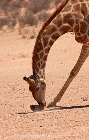 Africa;African;African-wildlife;Angolan-giraffe;animal;animals;Botswana;desert;deserts;game-drive;game-viewing;Gemsbok-National-Park;Giraffa-camelopardalis;Giraffa-camelopardalis-angolensis;giraffe;giraffes;herd;herds;Kalahari-Desert;Kalahari-Gemsbok-N.P.;Kalahari-Gemsbok-National-Park;Kalahari-Gemsbok-NP;Kgalagadi;Kgalagadi-Park;Kgalagadi-Transfrontier-Park;mammal;mammals;national-park;national-parks;natural;nature;park;parks;Republic-of-South-Africa;reserve;reserves;safari;safaris;South-Africa;South-African-Republic;Southern-Africa;tall;tortoise;tortoises;upturned;upturned-tortoise;wild;wilderness;wildlife