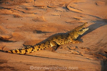 Africa;African-animals;African-wildlife;animal;animals;croc;crocodile;crocodiles;Crocodylus-niloticus;crocs;game-drive;game-park;game-parks;game-reserve;game-reserves;game-viewing;Great-Limpopo-Transfrontier-Park;Kruger;Kruger-N.P.;Kruger-National-Park;Kruger-NP;Kruger-reserve;Kruger-to-Canyons-Biosphere;Letaba-River;national-park;national-parks;natural;nature;Nile-crocodile;Nile-crocodiles;reptile;reptiles;Republic-of-South-Africa;reserve;reserves;river;rivers;safari;safaris;South-Africa;South-African-Republic;Southern-Africa;wild;wilderness;wildlife;wildlife-park;wildlife-parks;wildlife-reserve;wildlife-reserves