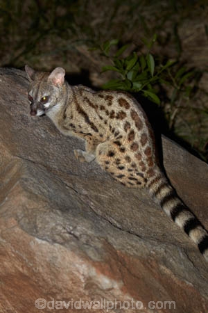 Africa;African;African-animals;African-wildlife;animal;animals;Cape-genet;Cape-genets;carnivore;carnivores;dark;evening;game-drive;game-drives;game-park;game-parks;game-reserve;game-reserves;game-viewing;genet;genets;Genetta-tigrina;Great-Limpopo-Transfrontier-Park;Kruger;Kruger-N.P.;Kruger-National-Park;Kruger-NP;Kruger-reserve;Kruger-to-Canyons-Biosphere;large-spotted-genet;large-spotted-genets;large_spotted-genet;large_spotted-genets;mammal;mammals;national-park;national-parks;natural;nature;night;night-drive;night-drives;night-game-drive;night-game-drives;night-time;night_time;nightfall;nocturnal;nocturnal-animals;predator;predators;Republic-of-South-Africa;reserve;reserves;safari;safaris;South-Africa;South-African;South-African-large_spotted-genet;South-African-Republic;Southern-Africa;spot_light;spot_lighting;spotlight;spotlighting;wild;wilderness;wildlife;wildlife-park;wildlife-parks;wildlife-reserve;wildlife-reserves