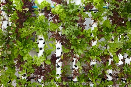 Africa;Cape-Town;Cape-Town-Waterfront;crop;crops;grow;growing;hyonic-lettuce;hyonic-lettuces;hyonics;lettuce;lettuces;S.A.;South-Africa;Southern-Africa;Sth-Africa;V-amp;-A-Waterfront;V-and-A-Waterfront;Vamp;A-Waterfront;vegetable;vegetables;Victoria-amp;-Alfred-Waterfront;Victoria-and-Alfred-Waterfront;Western-Cape;Western-Cape-Province