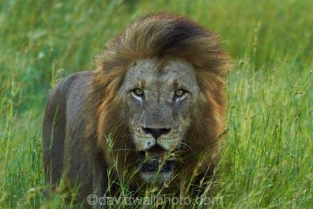Africa;African-animals;African-wildlife;animal;animals;carnivore;carnivores;cat;cats;danger;dangerous;face;faces;feline;game-drive;game-park;game-parks;game-reserve;game-reserves;game-viewing;Great-Limpopo-Transfrontier-Park;hunter;hunters;Kruger;Kruger-N.P.;Kruger-National-Park;Kruger-NP;Kruger-reserve;Kruger-to-Canyons-Biosphere;Lion;lion-close-up;lion-close_up;lion-closeup;lion-face;lion-mane;lionesses;lions;male;male-lion;male-lions;males;mammal;mammals;mane;national-park;national-parks;natural;nature;Panthera-leo;predator;predators;Republic-of-South-Africa;reserve;reserves;South-Africa;South-African-Republic;Southern-Africa;wild;wilderness;wildlife;wildlife-park;wildlife-parks;wildlife-reserve;wildlife-reserves
