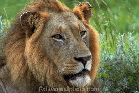 Africa;African-animals;African-wildlife;animal;animals;carnivore;carnivores;cat;cats;danger;dangerous;face;faces;feline;game-drive;game-park;game-parks;game-reserve;game-reserves;game-viewing;Great-Limpopo-Transfrontier-Park;hunter;hunters;Kruger;Kruger-N.P.;Kruger-National-Park;Kruger-NP;Kruger-reserve;Kruger-to-Canyons-Biosphere;Lion;lion-close-up;lion-close_up;lion-closeup;lion-face;lion-mane;lionesses;lions;male;male-lion;male-lions;males;mammal;mammals;mane;national-park;national-parks;natural;nature;Panthera-leo;predator;predators;Republic-of-South-Africa;reserve;reserves;South-Africa;South-African-Republic;Southern-Africa;wild;wilderness;wildlife;wildlife-park;wildlife-parks;wildlife-reserve;wildlife-reserves