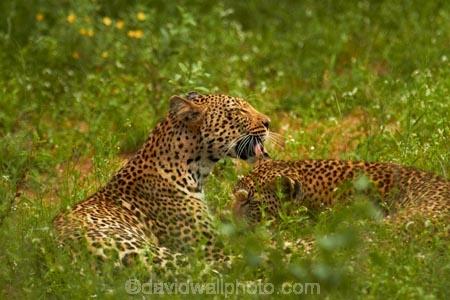 Africa;African-animals;African-wildlife;animal;animals;carnivore;carnivores;cat;cats;couple;couples;feline;game-drive;game-park;game-parks;game-reserve;game-reserves;game-viewing;grass;Great-Limpopo-Transfrontier-Park;hide;hiding;hiding-in-long-grass;hunter;hunters;Kruger;Kruger-N.P.;Kruger-National-Park;Kruger-NP;Kruger-reserve;Kruger-to-Canyons-Biosphere;leopard;leopards;long-grass;mammal;mammals;national-park;national-parks;natural;nature;pair;pairs;Panthera-pardus;predator;predators;Republic-of-South-Africa;reserve;reserves;rosette;rosettes;South-Africa;South-African-Republic;Southern-Africa;spot;spots;spotted;spotted-cat;spotted-cats;two;wild;wilderness;wildlife;wildlife-park;wildlife-parks;wildlife-reserve;wildlife-reserves