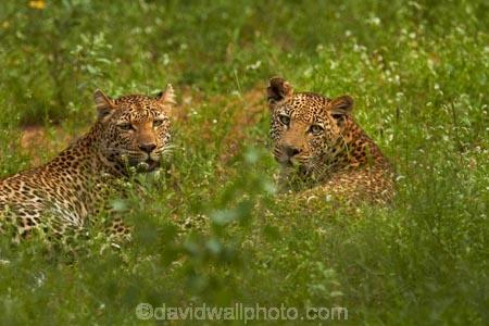 Africa;African-animals;African-wildlife;animal;animals;carnivore;carnivores;cat;cats;couple;couples;feline;game-drive;game-park;game-parks;game-reserve;game-reserves;game-viewing;grass;Great-Limpopo-Transfrontier-Park;hide;hiding;hiding-in-long-grass;hunter;hunters;Kruger;Kruger-N.P.;Kruger-National-Park;Kruger-NP;Kruger-reserve;Kruger-to-Canyons-Biosphere;leopard;leopards;long-grass;mammal;mammals;national-park;national-parks;natural;nature;pair;pairs;Panthera-pardus;predator;predators;Republic-of-South-Africa;reserve;reserves;rosette;rosettes;South-Africa;South-African-Republic;Southern-Africa;spot;spots;spotted;spotted-cat;spotted-cats;two;wild;wilderness;wildlife;wildlife-park;wildlife-parks;wildlife-reserve;wildlife-reserves