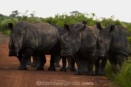 Africa;African-animals;African-wildlife;animal;animals;Ceratotherium-simum;Ceratotherium-simum-simum;crash;game-drive;game-park;game-parks;game-reserve;game-reserves;game-viewing;Great-Limpopo-Transfrontier-Park;herd;herds;Kruger;Kruger-N.P.;Kruger-National-Park;Kruger-NP;Kruger-reserve;Kruger-to-Canyons-Biosphere;mammal;mammals;national-park;national-parks;natural;nature;Republic-of-South-Africa;reserve;reserves;rhino;rhinoceros;rhinoceroses;rhinocerotes;rhinos;South-Africa;South-African-Republic;Southern-Africa;southern-square_lipped-rhinoceros;southern-square_lipped-rhinoceroses;southern-white-rhinoceros;southern-white-rhinoceroses;square_lipped-rhinoceros;square_lipped-rhinoceroses;white-rhino;white-rhinoceros;white-rhinos;wild;wilderness;wildlife;wildlife-park;wildlife-parks;wildlife-reserve;wildlife-reserves