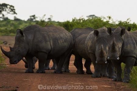 Africa;African-animals;African-wildlife;animal;animals;Ceratotherium-simum;Ceratotherium-simum-simum;crash;game-drive;game-park;game-parks;game-reserve;game-reserves;game-viewing;Great-Limpopo-Transfrontier-Park;herd;herds;Kruger;Kruger-N.P.;Kruger-National-Park;Kruger-NP;Kruger-reserve;Kruger-to-Canyons-Biosphere;mammal;mammals;national-park;national-parks;natural;nature;Republic-of-South-Africa;reserve;reserves;rhino;rhinoceros;rhinoceroses;rhinocerotes;rhinos;South-Africa;South-African-Republic;Southern-Africa;southern-square_lipped-rhinoceros;southern-square_lipped-rhinoceroses;southern-white-rhinoceros;southern-white-rhinoceroses;square_lipped-rhinoceros;square_lipped-rhinoceroses;white-rhino;white-rhinoceros;white-rhinos;wild;wilderness;wildlife;wildlife-park;wildlife-parks;wildlife-reserve;wildlife-reserves