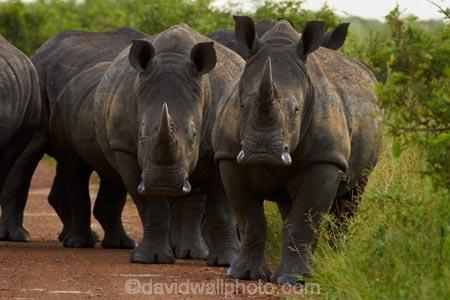 Africa;African-animals;African-wildlife;animal;animals;Ceratotherium-simum;Ceratotherium-simum-simum;crash;game-drive;game-park;game-parks;game-reserve;game-reserves;game-viewing;Great-Limpopo-Transfrontier-Park;herd;herds;Kruger;Kruger-N.P.;Kruger-National-Park;Kruger-NP;Kruger-reserve;Kruger-to-Canyons-Biosphere;mammal;mammals;national-park;national-parks;natural;nature;Republic-of-South-Africa;reserve;reserves;rhino;rhinoceros;rhinoceroses;rhinocerotes;rhinos;South-Africa;South-African-Republic;Southern-Africa;southern-square_lipped-rhinoceros;southern-square_lipped-rhinoceroses;southern-white-rhinoceros;southern-white-rhinoceroses;square_lipped-rhinoceros;square_lipped-rhinoceroses;white-rhino;white-rhinoceros;white-rhinos;wild;wilderness;wildlife;wildlife-park;wildlife-parks;wildlife-reserve;wildlife-reserves
