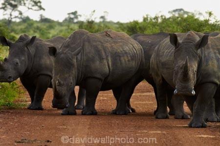 Africa;African-animals;African-wildlife;animal;animals;Ceratotherium-simum;Ceratotherium-simum-simum;crash;game-drive;game-park;game-parks;game-reserve;game-reserves;game-viewing;Great-Limpopo-Transfrontier-Park;herd;herds;Kruger;Kruger-N.P.;Kruger-National-Park;Kruger-NP;Kruger-reserve;Kruger-to-Canyons-Biosphere;mammal;mammals;national-park;national-parks;natural;nature;Republic-of-South-Africa;reserve;reserves;rhino;rhinoceros;rhinoceroses;rhinocerotes;rhinos;South-Africa;South-African-Republic;Southern-Africa;southern-square_lipped-rhinoceros;southern-square_lipped-rhinoceroses;southern-white-rhinoceros;southern-white-rhinoceroses;square_lipped-rhinoceros;square_lipped-rhinoceroses;white-rhino;white-rhinoceros;white-rhinos;wild;wilderness;wildlife;wildlife-park;wildlife-parks;wildlife-reserve;wildlife-reserves