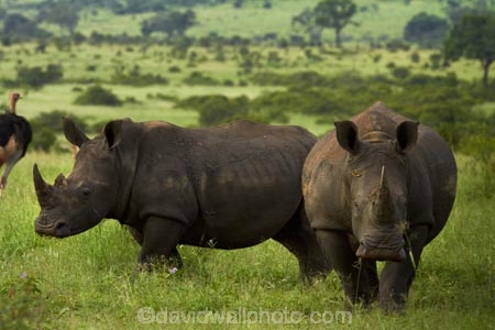 Africa;African;African-animals;African-wildlife;animal;animals;Ceratotherium-simum;Ceratotherium-simum-simum;endangered-wildlife;game-park;game-parks;game-reserve;game-reserves;Great-Limpopo-Transfrontier-Park;Kruger;Kruger-N.P.;Kruger-National-Park;Kruger-NP;Kruger-reserve;Kruger-to-Canyons-Biosphere;mammal;mammals;national-park;national-parks;Republic-of-South-Africa;rhino;rhinoceros;rhinoceroses;rhinocerotes;rhinos;South-Africa;South-African-Republic;Southern-Africa;southern-square_lipped-rhinoceros;southern-square_lipped-rhinoceroses;southern-white-rhinoceros;southern-white-rhinoceroses;square_lipped-rhinoceros;square_lipped-rhinoceroses;threatened-wildlife;white-rhino;white-rhinoceros;white-rhinos;wildlife;wildlife-park;wildlife-parks;wildlife-reserve;wildlife-reserves