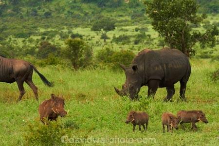 Africa;African;African-animals;African-wildlife;animal;animals;blue-wildebeest;blue-wildebeests;brindled-gnu;brindled-gnus;Ceratotherium-simum;Ceratotherium-simum-simum;Common-Warthog;Common-Warthogs;common-wildebeest;common-wildebeests;Connochaetes;Connochaetes-taurinus;endangered-wildlife;game-drive;game-park;game-parks;game-reserve;game-reserves;game-viewing;gnu;gnus;Great-Limpopo-Transfrontier-Park;kneel;kneeling;Kruger;Kruger-N.P.;Kruger-National-Park;Kruger-NP;Kruger-reserve;Kruger-to-Canyons-Biosphere;mammal;mammals;national-park;national-parks;natural;nature;Phacochoerus-africanus;Phacochoerus-africanus-sundevallii;Republic-of-South-Africa;reserve;reserves;rhino;rhinoceros;rhinoceroses;rhinocerotes;rhinos;South-Africa;South-African-Republic;Southern-Africa;southern-square_lipped-rhinoceros;southern-square_lipped-rhinoceroses;Southern-Warthog;southern-white-rhinoceros;southern-white-rhinoceroses;square_lipped-rhinoceros;square_lipped-rhinoceroses;threatened-wildlife;Warthog;Warthogs;white-rhino;white-rhinoceros;white-rhinos;wild;wildebeest;wildebeesties;wildebeests;wilderness;wildlife;wildlife-park;wildlife-parks;wildlife-reserve;wildlife-reserves