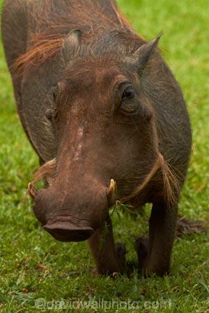 Africa;African-animals;African-wildlife;animal;animals;Common-Warthog;Common-Warthogs;game-drive;game-park;game-parks;game-reserve;game-reserves;game-viewing;Great-Limpopo-Transfrontier-Park;kneel;kneeling;Kruger;Kruger-N.P.;Kruger-National-Park;Kruger-NP;Kruger-reserve;Kruger-to-Canyons-Biosphere;mammal;mammals;national-park;national-parks;natural;nature;Phacochoerus-africanus;Phacochoerus-africanus-sundevallii;Republic-of-South-Africa;reserve;reserves;South-Africa;South-African-Republic;Southern-Africa;Southern-Warthog;Warthog;Warthogs;wild;wilderness;wildlife;wildlife-park;wildlife-parks;wildlife-reserve;wildlife-reserves