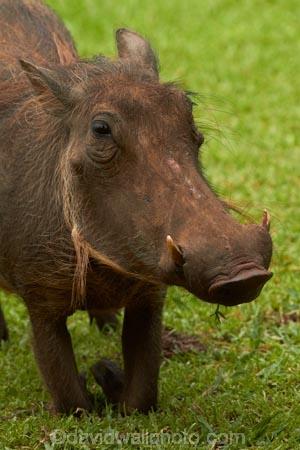 Africa;African-animals;African-wildlife;animal;animals;Common-Warthog;Common-Warthogs;game-drive;game-park;game-parks;game-reserve;game-reserves;game-viewing;Great-Limpopo-Transfrontier-Park;kneel;kneeling;Kruger;Kruger-N.P.;Kruger-National-Park;Kruger-NP;Kruger-reserve;Kruger-to-Canyons-Biosphere;mammal;mammals;national-park;national-parks;natural;nature;Phacochoerus-africanus;Phacochoerus-africanus-sundevallii;Republic-of-South-Africa;reserve;reserves;South-Africa;South-African-Republic;Southern-Africa;Southern-Warthog;Warthog;Warthogs;wild;wilderness;wildlife;wildlife-park;wildlife-parks;wildlife-reserve;wildlife-reserves