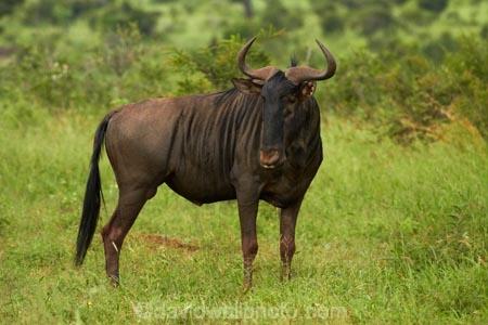 Africa;African;African-animals;African-wildlife;animal;animals;blue-wildebeest;blue-wildebeests;brindled-gnu;brindled-gnus;common-wildebeest;common-wildebeests;Connochaetes;Connochaetes-taurinus;game-drive;game-park;game-parks;game-reserve;game-reserves;game-viewing;gnu;gnus;Great-Limpopo-Transfrontier-Park;Kruger;Kruger-N.P.;Kruger-National-Park;Kruger-NP;Kruger-reserve;Kruger-to-Canyons-Biosphere;mammal;mammals;national-park;national-parks;natural;nature;Republic-of-South-Africa;reserve;reserves;South-Africa;South-African-Republic;Southern-Africa;wild;wildebeest;wildebeesties;wildebeests;wilderness;wildlife;wildlife-park;wildlife-parks;wildlife-reserve;wildlife-reserves