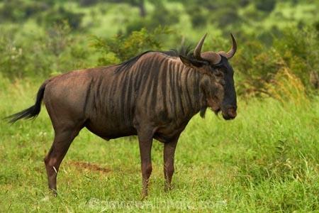 Africa;African;African-animals;African-wildlife;animal;animals;blue-wildebeest;blue-wildebeests;brindled-gnu;brindled-gnus;common-wildebeest;common-wildebeests;Connochaetes;Connochaetes-taurinus;game-drive;game-park;game-parks;game-reserve;game-reserves;game-viewing;gnu;gnus;Great-Limpopo-Transfrontier-Park;Kruger;Kruger-N.P.;Kruger-National-Park;Kruger-NP;Kruger-reserve;Kruger-to-Canyons-Biosphere;mammal;mammals;national-park;national-parks;natural;nature;Republic-of-South-Africa;reserve;reserves;South-Africa;South-African-Republic;Southern-Africa;wild;wildebeest;wildebeesties;wildebeests;wilderness;wildlife;wildlife-park;wildlife-parks;wildlife-reserve;wildlife-reserves