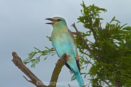 Africa;African;Animal;animals;avian;bird;bird-spotting;bird-watching;bird_watching;birds;Coracias-garrulus;eco-tourism;eco_tourism;ecotourism;European-Roller;European-Rollers;Fauna;game-park;game-parks;game-reserve;game-reserves;Great-Limpopo-Transfrontier-Park;Kruger;Kruger-N.P.;Kruger-National-Park;Kruger-NP;Kruger-reserve;Kruger-to-Canyons-Biosphere;national-park;national-parks;Natural;Nature;Ornithology;Republic-of-South-Africa;Roller;Rollers;South-Africa;South-African-Republic;Southern-Africa;wild;wildlife;wildlife-park;wildlife-parks;wildlife-reserve;wildlife-reserves