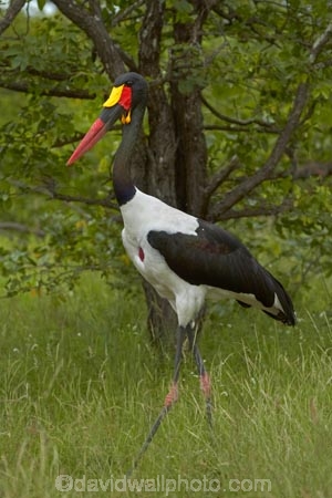 Africa;Animal;animals;avian;bird;bird-spotting;bird-watching;bird_watching;birds;Ciconiidae;eco-tourism;eco_tourism;ecotourism;Ephippiorhynchus-senegalensis;Fauna;game-park;game-parks;game-reserve;game-reserves;Great-Limpopo-Transfrontier-Park;Kruger;Kruger-N.P.;Kruger-National-Park;Kruger-NP;Kruger-reserve;Kruger-to-Canyons-Biosphere;national-park;national-parks;Natural;Nature;Ornithology;Republic-of-South-Africa;Saddle-billed-Stork;Saddle-billed-Storks;Saddle_billed-Stork;Saddle_billed-Storks;Saddlebilled-Stork;Saddlebilled-Storks;South-Africa;South-African-Republic;Southern-Africa;stork;storks;wading-bird;wild;wildlife;wildlife-park;wildlife-parks;wildlife-reserve;wildlife-reserves