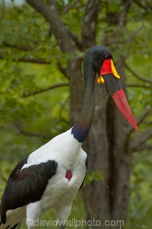 Africa;Animal;animals;avian;bird;bird-spotting;bird-watching;bird_watching;birds;Ciconiidae;eco-tourism;eco_tourism;ecotourism;Ephippiorhynchus-senegalensis;Fauna;game-park;game-parks;game-reserve;game-reserves;Great-Limpopo-Transfrontier-Park;Kruger;Kruger-N.P.;Kruger-National-Park;Kruger-NP;Kruger-reserve;Kruger-to-Canyons-Biosphere;national-park;national-parks;Natural;Nature;Ornithology;Republic-of-South-Africa;Saddle-billed-Stork;Saddle-billed-Storks;Saddle_billed-Stork;Saddle_billed-Storks;Saddlebilled-Stork;Saddlebilled-Storks;South-Africa;South-African-Republic;Southern-Africa;stork;storks;wading-bird;wild;wildlife;wildlife-park;wildlife-parks;wildlife-reserve;wildlife-reserves