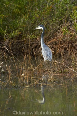 Africa;African;African-animals;African-wildlife;Animal;animals;Ardea-melanocephala;Ardeidae;avian;bird;bird-spotting;bird-watching;bird_watching;birds;Black-headed-Heron;Black-headed-Herons;Black_headed-Heron;Black_headed-Herons;eco-tourism;eco_tourism;ecotourism;Fauna;game-park;game-parks;game-reserve;game-reserves;Great-Limpopo-Transfrontier-Park;heron;herons;Kruger;Kruger-N.P.;Kruger-National-Park;Kruger-NP;Kruger-reserve;Kruger-to-Canyons-Biosphere;national-park;national-parks;Natural;Nature;Ornithology;Republic-of-South-Africa;South-Africa;South-African-Republic;Southern-Africa;wading-bird;wild;wildlife;wildlife-park;wildlife-parks;wildlife-reserve;wildlife-reserves