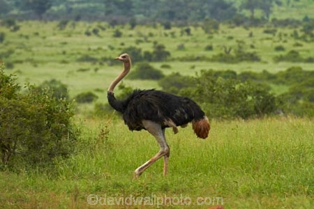 Africa;African;African-animals;African-wildlife;Animal;animals;avian;bird;bird-spotting;bird-watching;bird_watching;birds;eco-tourism;eco_tourism;ecotourism;Fauna;game-park;game-parks;game-reserve;game-reserves;Great-Limpopo-Transfrontier-Park;Kruger;Kruger-N.P.;Kruger-National-Park;Kruger-NP;Kruger-reserve;Kruger-to-Canyons-Biosphere;national-park;national-parks;Natural;Nature;Ornithology;Republic-of-South-Africa;South-Africa;South-African-Republic;Southern-Africa;wild;wildlife;wildlife-park;wildlife-parks;wildlife-reserve;wildlife-reserves