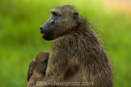 Africa;African-animals;African-wildlife;animal;animals;babies;baboon;baboons;baby;baby-baboon;baby-baboons;Cape-baboon;Cape-baboons;Chacma-baboon;Chacma-baboons;game-drive;game-park;game-parks;game-reserve;game-reserves;game-viewing;Gray_footed-chacma-baboon;Great-Limpopo-Transfrontier-Park;Kruger;Kruger-N.P.;Kruger-National-Park;Kruger-NP;Kruger-reserve;Kruger-to-Canyons-Biosphere;mammal;mammals;monkey;monkeys;national-park;national-parks;natural;nature;Papio-ursinus;Papio-ursinus-griseipes;primate;primates;Republic-of-South-Africa;reserve;reserves;South-Africa;South-African-Republic;Southern-Africa;wild;wilderness;wildlife;wildlife-park;wildlife-parks;wildlife-reserve;wildlife-reserves