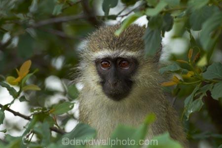 Africa;African-animals;African-wildlife;animal;animals;Chlorocebus-pygerythrus;Chlorocebus-pygerythrus-pygerythus;game-drive;game-park;game-parks;game-reserve;game-reserves;game-viewing;Great-Limpopo-Transfrontier-Park;Kruger;Kruger-N.P.;Kruger-National-Park;Kruger-NP;Kruger-reserve;Kruger-to-Canyons-Biosphere;mammal;mammals;monkey;monkeys;national-park;national-parks;natural;nature;primate;primates;Republic-of-South-Africa;reserve;reserves;South-Africa;South-African-Republic;Southern-Africa;Vervet;Vervet-monkey;Vervet-monkeys;Vervets;wild;wilderness;wildlife;wildlife-park;wildlife-parks;wildlife-reserve;wildlife-reserves