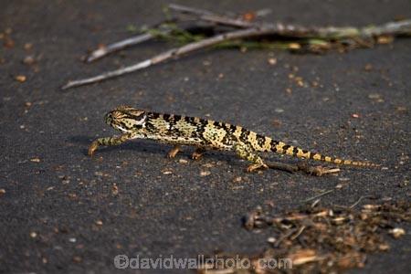 Africa;Chamaeleo-dilepis;chameleon;chameleons;Flap-necked-chameleon;Flap-necked-chameleons;Flap_necked-chameleon;Flap_necked-chameleons;game-drive;game-park;game-parks;game-reserve;game-reserves;game-viewing;Great-Limpopo-Transfrontier-Park;Kruger;Kruger-N.P.;Kruger-National-Park;Kruger-NP;Kruger-reserve;Kruger-to-Canyons-Biosphere;lizard;lizards;national-park;national-parks;natural;nature;reptile;reptiles;Republic-of-South-Africa;reserve;reserves;South-Africa;South-African-Republic;Southern-Africa;wild;wilderness;wildlife;wildlife-park;wildlife-parks;wildlife-reserve;wildlife-reserves